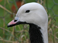 Emperor Goose